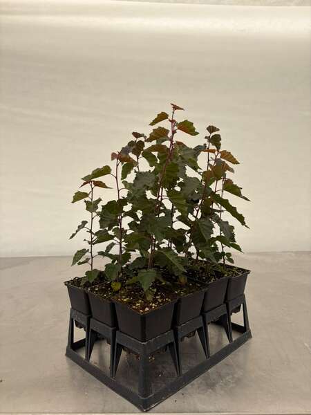 Betula